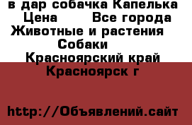 в дар собачка Капелька › Цена ­ 1 - Все города Животные и растения » Собаки   . Красноярский край,Красноярск г.